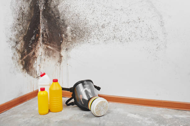 Best Emergency Mold Remediation in Clermont, FL