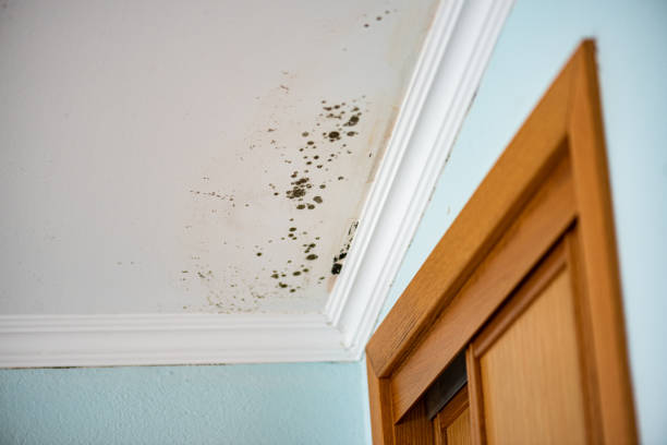 Best Industrial Mold Remediation in Clermont, FL