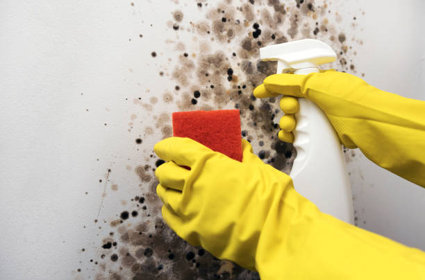Best Post-Flood Mold Remediation in Clermont, FL